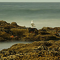 Oregon Coast