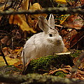 cute bunny in the forest