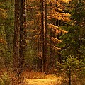 Tamarack Glow
