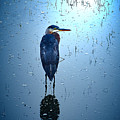 Blue Heron
